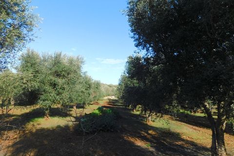 Landejendom i Ostuni, Brindisi, Ostuni - € 76.000 | Ref: 144 - foto 27