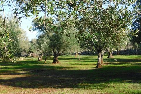 Landejendom i Ostuni, Brindisi, Ostuni - € 76.000 | Ref: 144 - foto 39