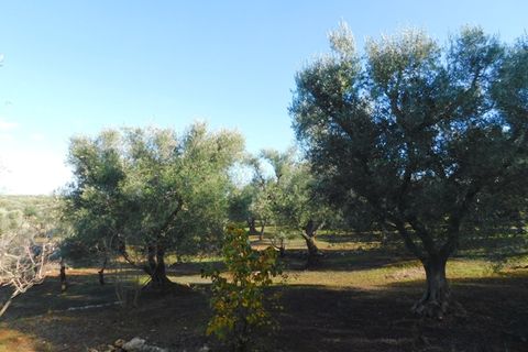 Landejendom i Ostuni, Brindisi, Ostuni - € 76.000 | Ref: 144 - foto 43