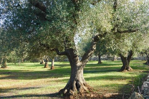 Landejendom i Ostuni, Brindisi, Ostuni - € 76.000 | Ref: 144 - foto 41