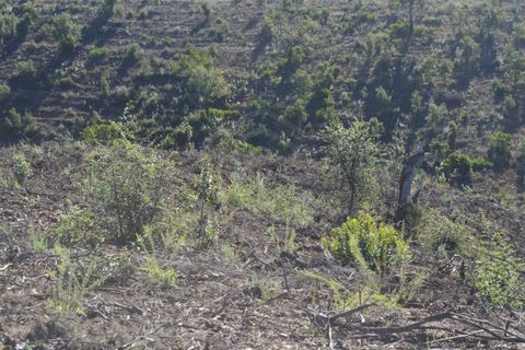 Terra a Almodovar, Beja, Almodovar - € 625.000 | Ref: SÒL_49112 - foto 10