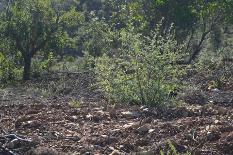 Terra a Almodovar, Beja, Almodovar - € 625.000 | Ref: SÒL_49112 - foto 11