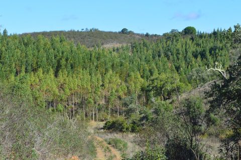 Terra a Almodovar, Beja, Almodovar - € 625.000 | Ref: SÒL_49112 - foto 23