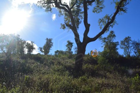 Terra a Almodovar, Beja, Almodovar - € 625.000 | Ref: SÒL_49112 - foto 24
