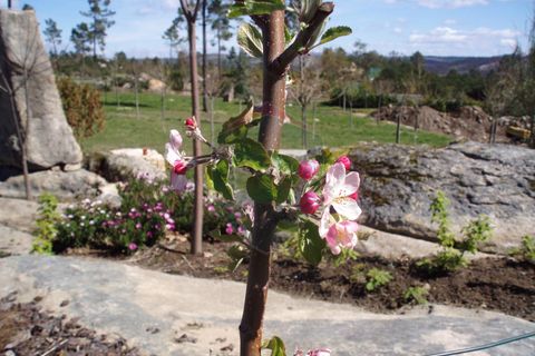 Farm i Viseu, Viseu, Viseu - € 630.000 | Ref: 1909/V - foto 9