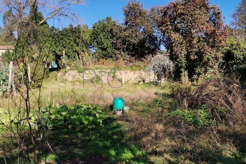 Tomt i Grijo, Porto, Grijo - € 85 000 | Ref: AMP324 - foto 4