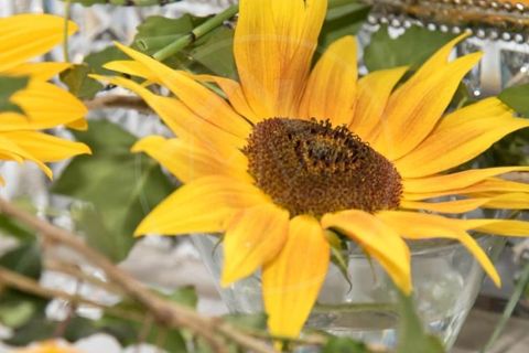 Farm i Paredes, Porto, Paredes - € 1.850.000 | Ref: Q521 - foto 23
