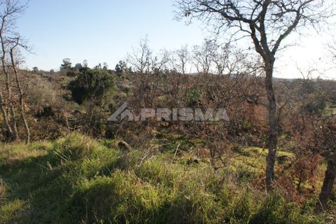 Terra a Penamacor, Castelo Branco, Penamacor - € 65.000 | Ref: PP3769 - foto 13