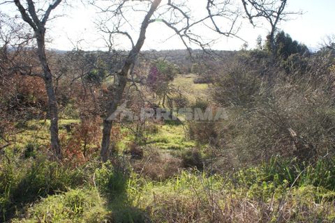 Terra a Penamacor, Castelo Branco, Penamacor - € 65.000 | Ref: PP3769 - foto 14