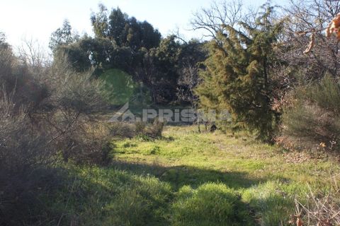 Terra a Penamacor, Castelo Branco, Penamacor - € 65.000 | Ref: PP3769 - foto 18