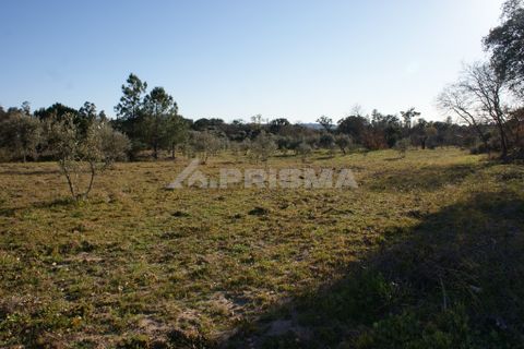 Terra a Penamacor, Castelo Branco, Penamacor - € 65.000 | Ref: PP3769 - foto 20