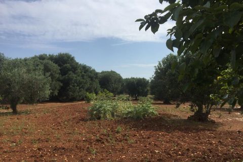 Landejendom i Ostuni, Brindisi, Ostuni - € 179.000 | Ref: 145 - foto 19