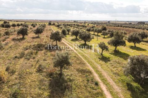 Terra a Mourao, Evora, Mourao - € 150.000 | Ref: 889-1 - foto 5