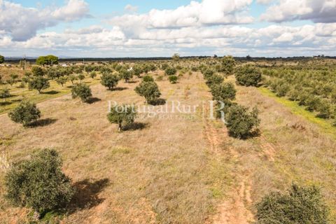 Terra a Mourao, Evora, Mourao - € 150.000 | Ref: 889-1 - foto 6