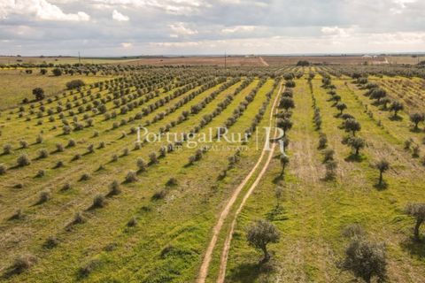Terra a Mourao, Evora, Mourao - € 150.000 | Ref: 889-1 - foto 2