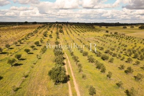 Terra a Mourao, Evora, Mourao - € 150.000 | Ref: 889-1 - foto 7