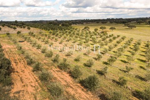 Terra a Mourao, Evora, Mourao - € 150.000 | Ref: 889-1 - foto 9