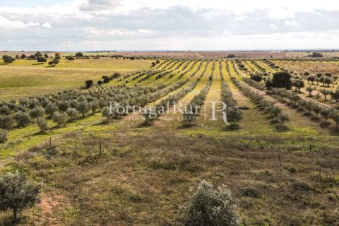 Terra a Mourao, Evora, Mourao - € 150.000 | Ref: 889-1 - foto 12