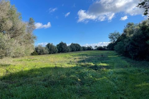 Terra a Muro, Mallorca, Muro - € 250.000 | Ref: 73251 - foto 2