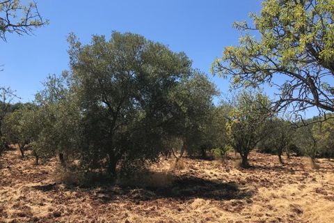 Landejendom i Ostuni, Brindisi, Ostuni - € 55.000 | Ref: 148 - foto 11