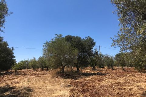 Landejendom i Ostuni, Brindisi, Ostuni - € 55.000 | Ref: 148 - foto 9