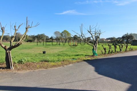 Helårsgrund i Agueda, Aveiro, Agueda - € 42.500 | Ref: IMO_143 - foto 4
