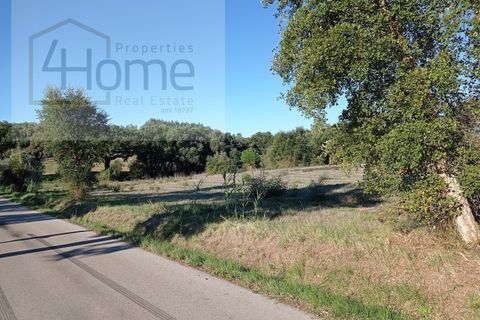 Helårsgrund i Tomar, Santarem, Tomar - € 16.500 | Ref: P4HSÒL_102 - foto 6