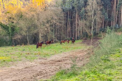 Helårsgrund i Gondufe, Viana do Castelo, Gondufe - € 75.000 | Ref: TER_1763 - foto 2