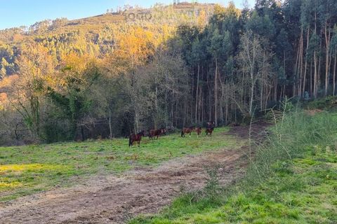 Helårsgrund i Gondufe, Viana do Castelo, Gondufe - € 75.000 | Ref: TER_1763 - foto 3
