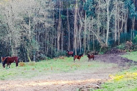 Helårsgrund i Gondufe, Viana do Castelo, Gondufe - € 75.000 | Ref: TER_1763 - foto 6
