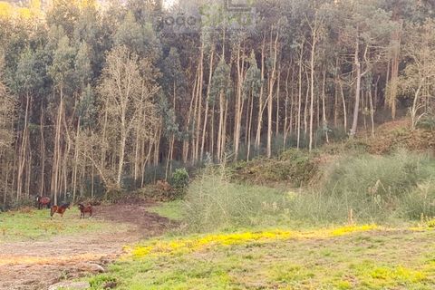 Helårsgrund i Gondufe, Viana do Castelo, Gondufe - € 75.000 | Ref: TER_1763 - foto 9