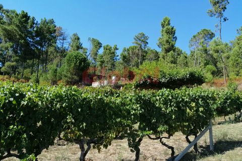 Farm i Viseu, Viseu, Viseu - € 90.000 | Ref: 189192333 - foto 2