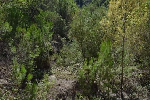 Terra a Beniarda, Alicante, Beniarda - € 39.000 | Ref: 6351 - foto 4