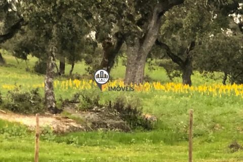 Helårsgrund i Castelo Branco, Castelo Branco, Castelo Branco - € 470.000 | Ref: 2357 - foto 6