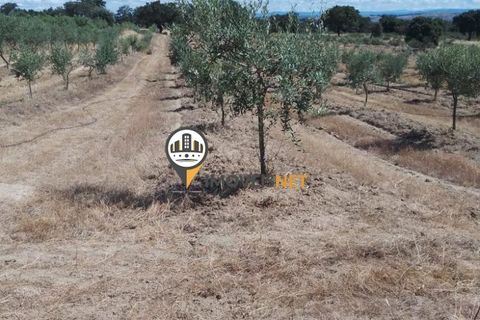 Helårsgrund i Castelo Branco, Castelo Branco, Castelo Branco - € 470.000 | Ref: 2357 - foto 21
