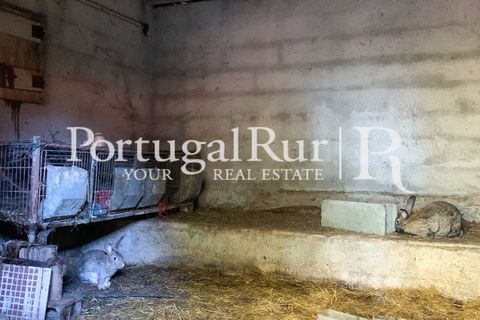 Farm i Belmonte, Castelo Branco, Belmonte - € 975.000 | Ref: 1998 - foto 43