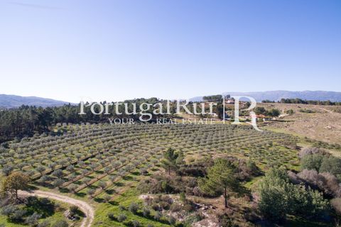 Farm i Belmonte, Castelo Branco, Belmonte - € 975.000 | Ref: 1998 - foto 5