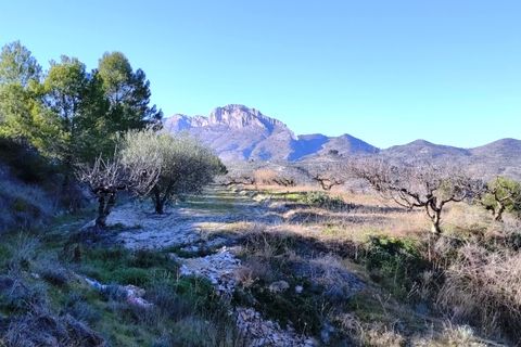 Terra a Planes, Alicante, Planes - € 120.000 | Ref: 8175 - foto 11