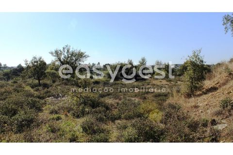 Farm i Abrantes, Santarem, Abrantes - € 800.000 | Ref: TM86848 - foto 21