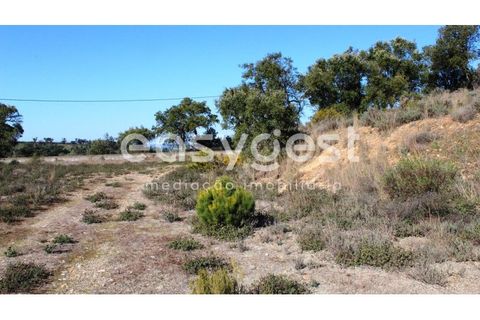 Farm i Abrantes, Santarem, Abrantes - € 800.000 | Ref: TM86848 - foto 25