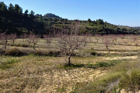 Finca i Maella, Zaragoza, Maella - € 27.500 | Ref: 0777 - foto 10