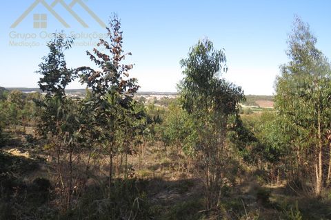 Helårsgrund i Torres Vedras, Lisbon, Torres Vedras - € 156.100 | Ref: GD202138690801 - foto 7