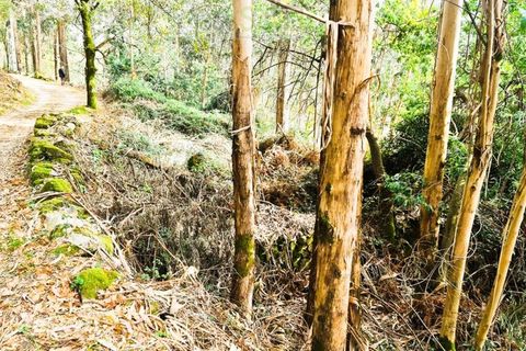 Træhytte i Ponte de Lima, Viana do Castelo, Ponte de Lima - € 20.000 | Ref: CAS_1699 - foto 9