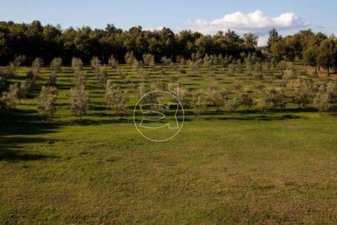 Landejendom i Arezzo, Arezzo, Arezzo - € 4.950.000 | Ref: DIC.5251 - foto 10