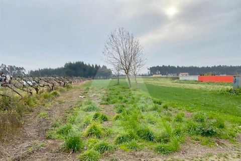 Helårsgrund i Aveiro, Aveiro, Aveiro - € 87.500 | Ref: 1011388/22 GL - foto 5