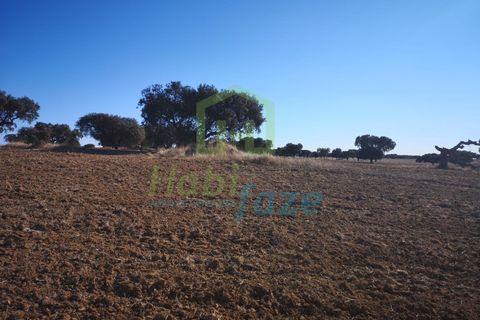 Landejendom i Arraiolos, Evora, Arraiolos - € 1.900.000 | Ref: 938 - foto 5
