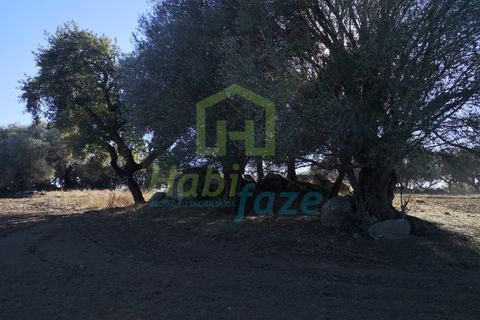 Landejendom i Arraiolos, Evora, Arraiolos - € 1.900.000 | Ref: 938 - foto 7