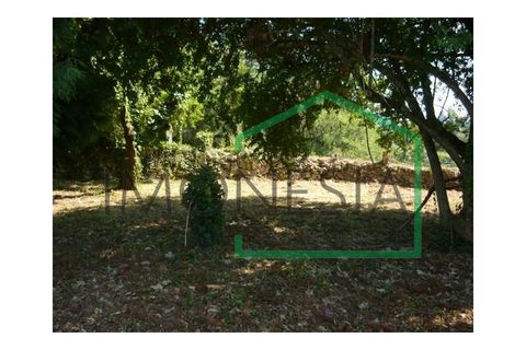 Farm i Caminha, Viana do Castelo, Caminha - € 600.000 | Ref: 1736 - foto 14