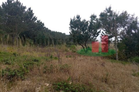 Helårsgrund i Santo Onofre e Serra do Bouro, Leiria, Santo Onofre e Serra do Bouro - € 42.500 | Ref: 145.22 - foto 11