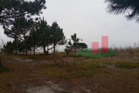 Helårsgrund i Santo Onofre e Serra do Bouro, Leiria, Santo Onofre e Serra do Bouro - € 42.500 | Ref: 145.22 - foto 8